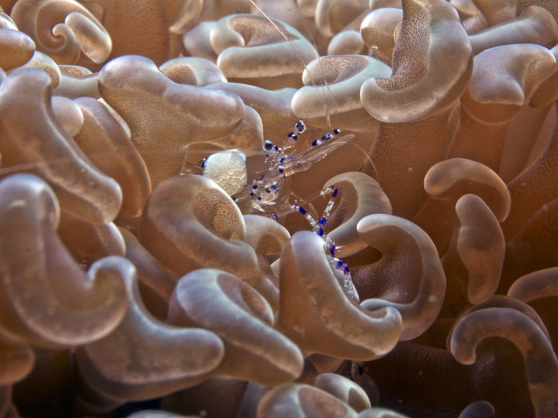 Shrimp, Dugon Wall